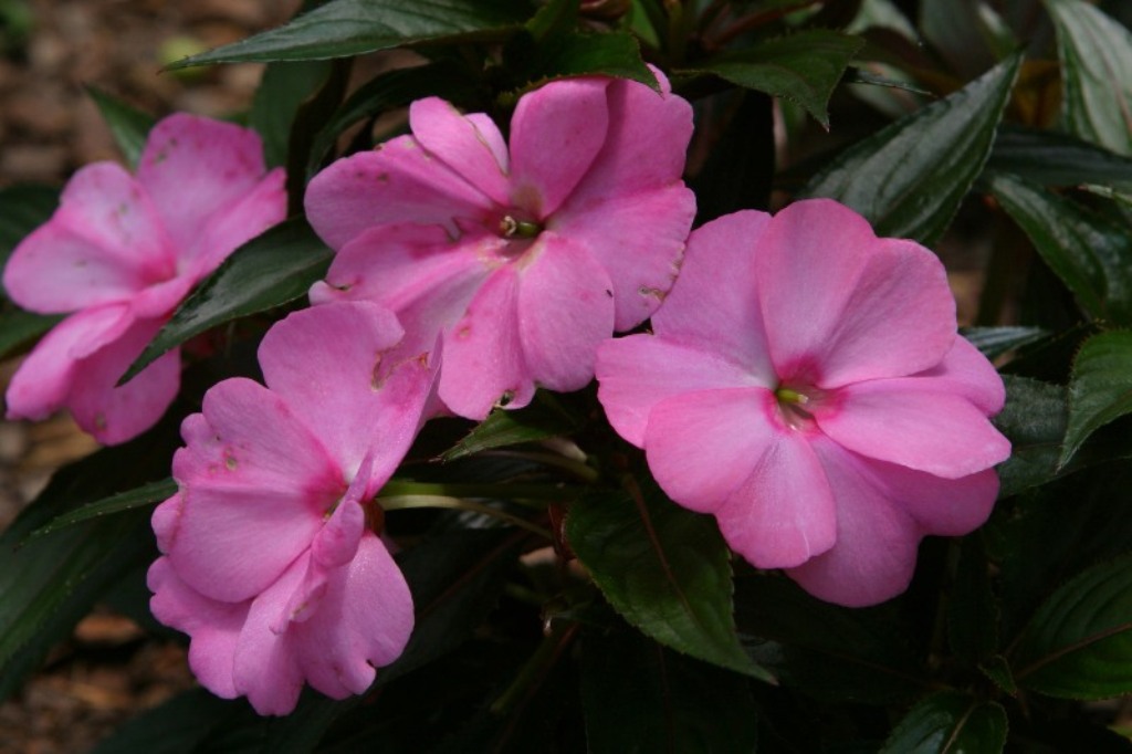 Picture of Impatiens x hawkeri 'Infinity� Pink Kiss' Infinity� Pink Kiss Impatiens