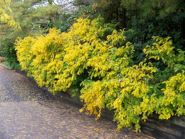 Picture of Indigofera kirilowii  Kirilow Indigo