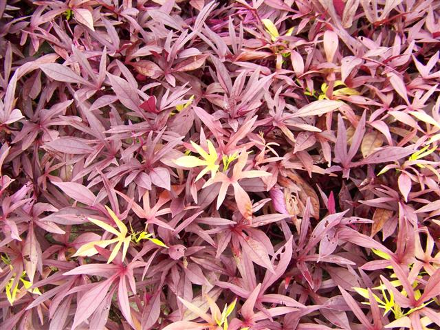 Picture of Ipomoea  'Illusion� Garnet Lace' Illusion� Garnet Lace Sweet Potato Vine