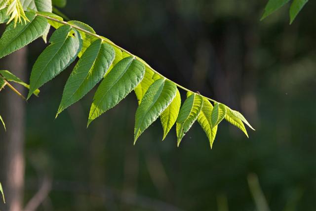 Picture of Juglans nigra  Black Walnut