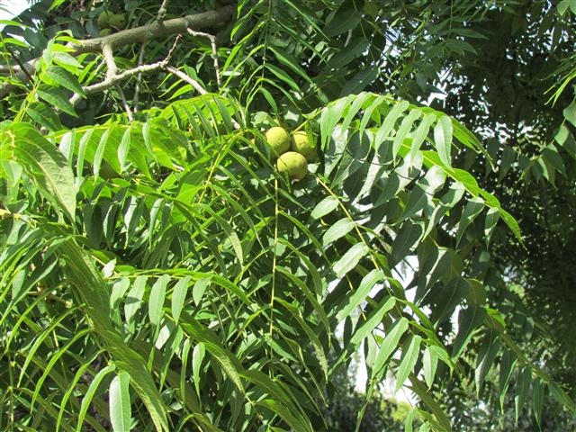 Juglans nigra JuglansNigraFruitKew.JPG