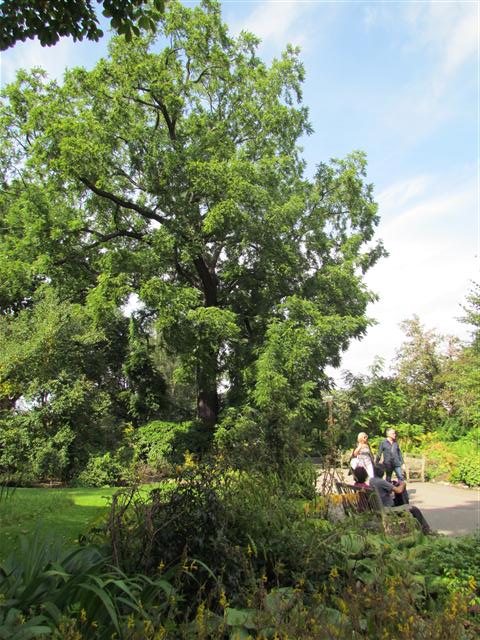 Juglans nigra JuglansNigraFullKew.JPG
