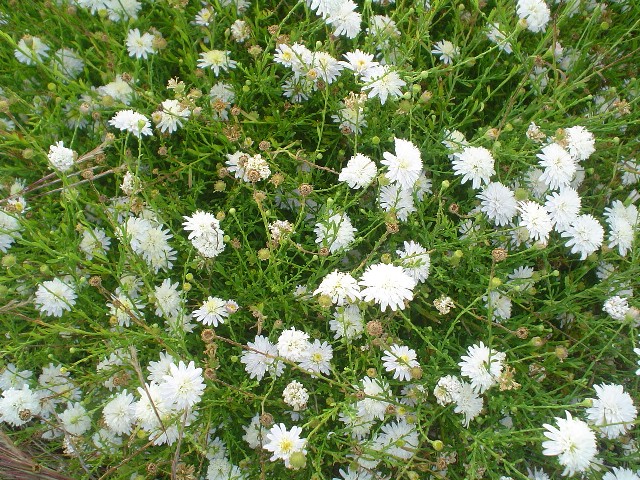 Picture of Kalimeris pinnatifida  Mongolian Aster