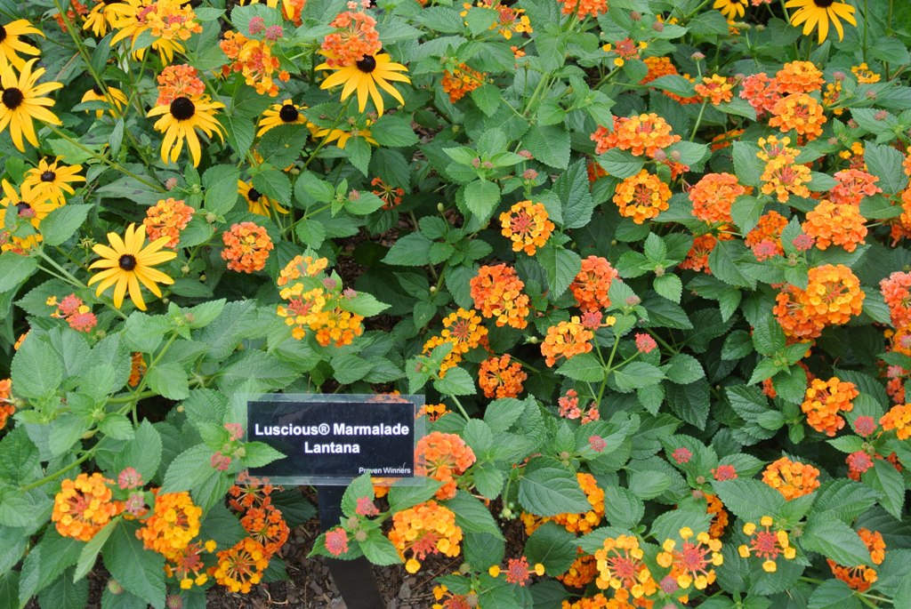 Picture of Lantana camara 'Luscious� Marmalade' Luscious� Marmalade Lantana