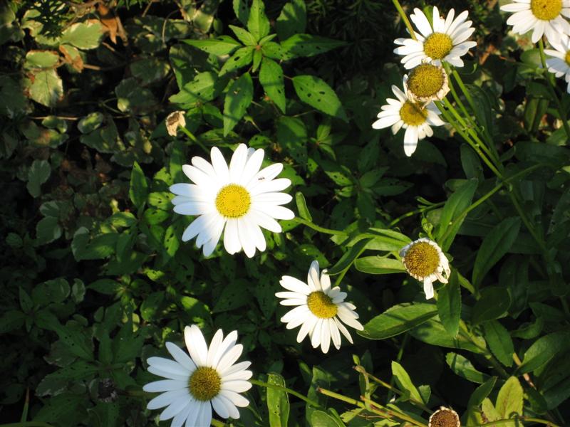 Leucanthemum superbum Leucanthemum_superbum_flower.JPG