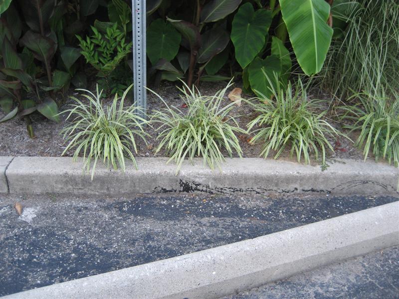 Liriope muscari Liriope_spicata_plants.JPG