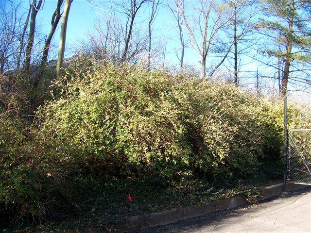 Picture of Lonicera fragrantissima  Fragrant honeysuckle