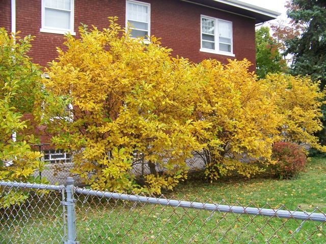 Picture of Magnolia x loebneri 'Merrill' Merrill Magnolia