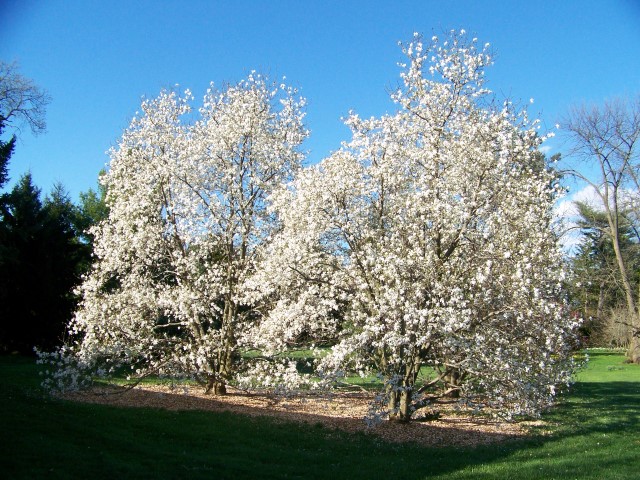 Picture of Magnolia x loebneri 'Merrill' Merrill Magnolia