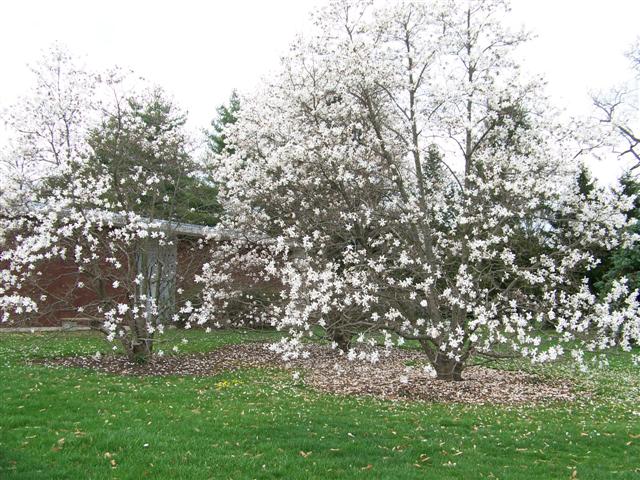 Picture of Magnolia x loebneri 'Merrill' Merrill Magnolia