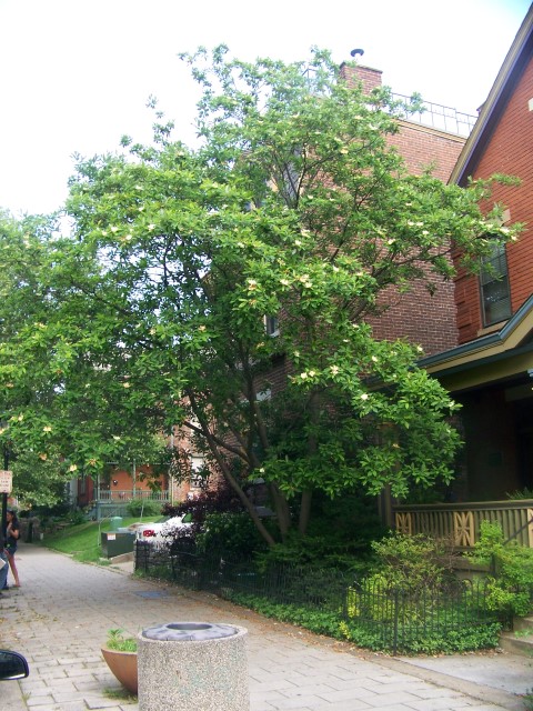 Picture of Magnolia virginiana  Sweetbay Magnolia