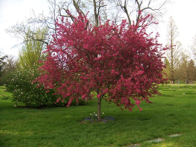 Picture of Malus sp. 'Prairifire' Prairifire Crabapple