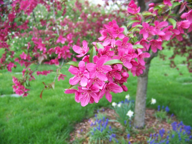 Picture of Malus sp. 'Prairifire' Prairifire Crabapple