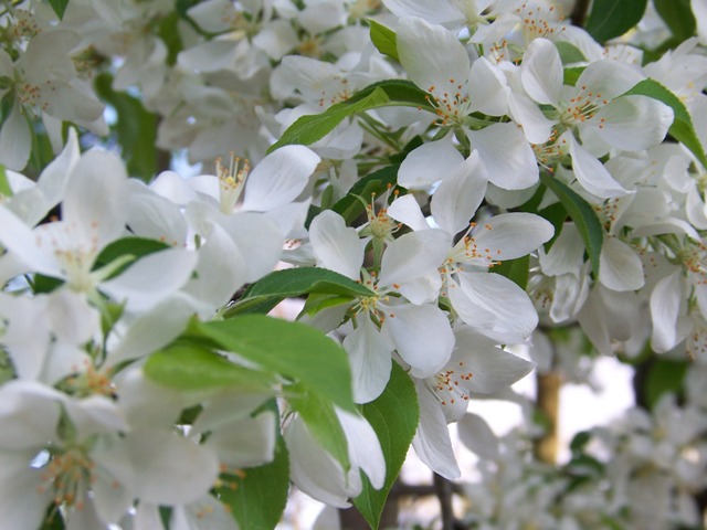 Malus sp. MalusSpringSnowflowers.JPG