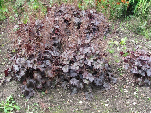 Heuchera sanguinea ManHeuchera.JPG