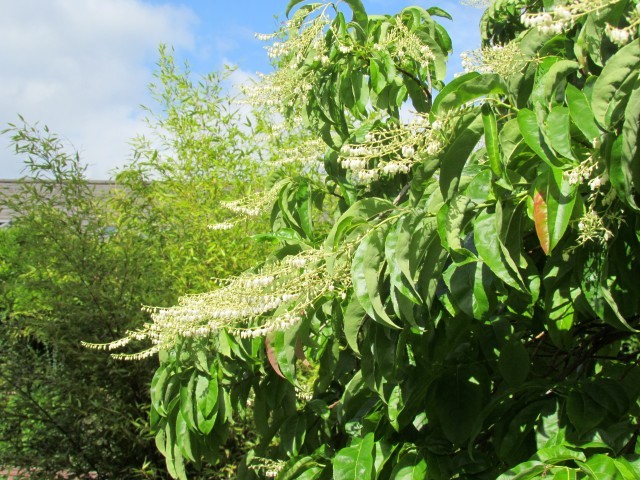 Oxydendrum arboreum ManOxydendronArboretumDetail.JPG