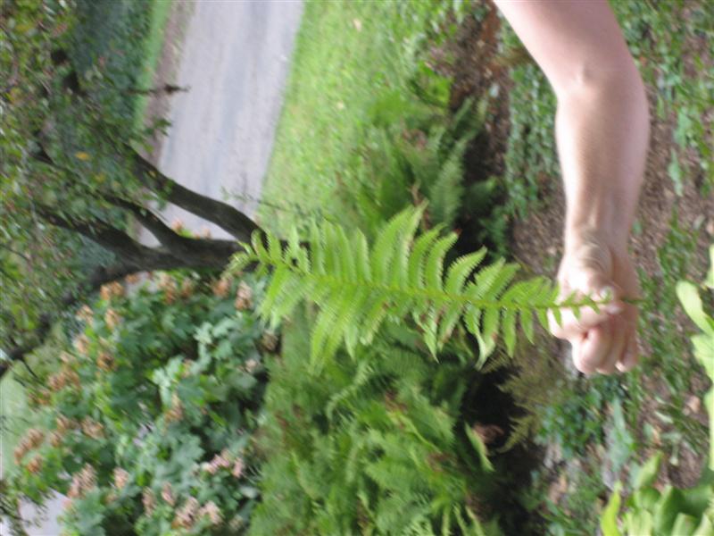 Matteuccia struthiopteris Matteuccia_struthiopteris_leaf_clear.JPG