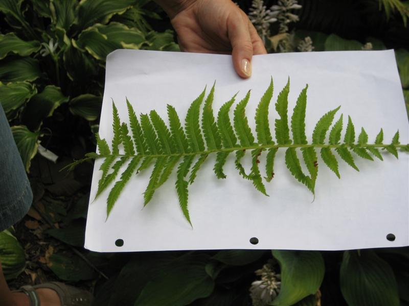 Matteuccia struthiopteris Matteuccia_struthiopteris_leaf_shape.JPG