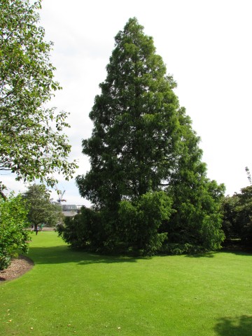 Metasequoia glyptostroboides MetasequoiaGlyptostroboidesCUBGFull1.JPG
