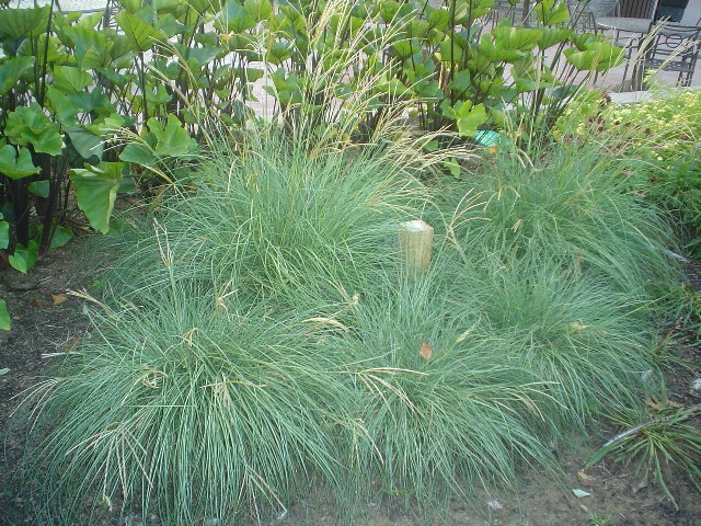 Picture of Miscanthus sinensis 'Adagio' Adagio Maiden Grass