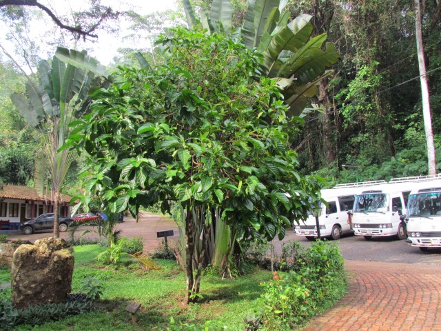 Morinda citrifolia MorindaCitrifoliaFull3CostaRica.JPG