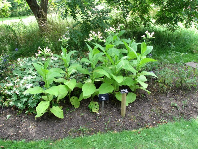Nicotiana tobacum NicotianaTabacumPlant.JPG