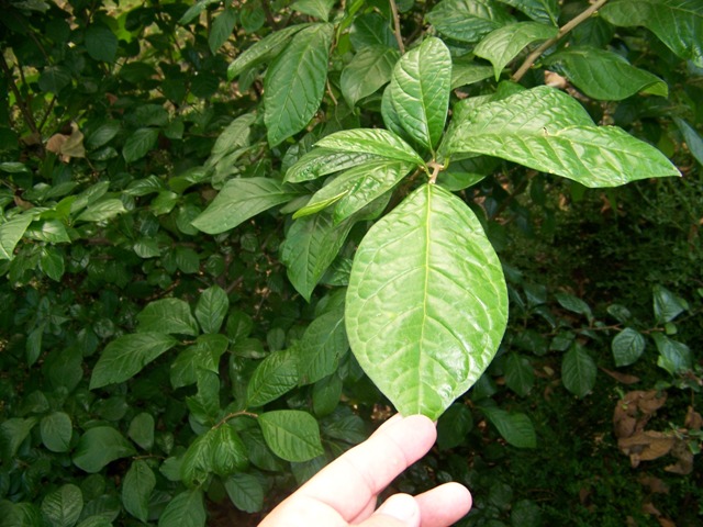 Picture of Orixa japonica  Japanese Orixa