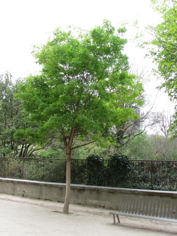 Acer triflorum ParisAcerTriflorum3.JPG