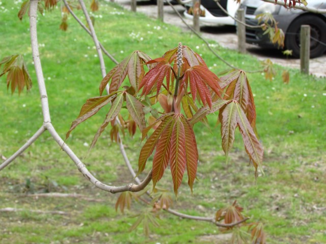Aesculus wilsonii ParisAesculusWilsoniiYoungLeaf.JPG