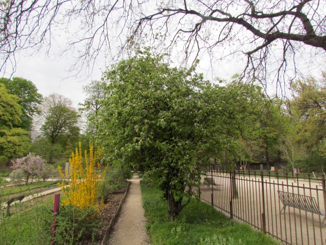 cydonia oblonga ParisCydoniaOblongaTree.JPG