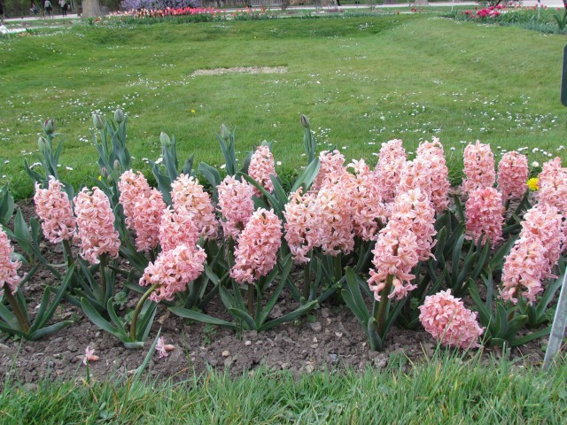 Hyacinthus orientalis ParisHyacinthusOrientalisGypsyQueenFlowers.JPG