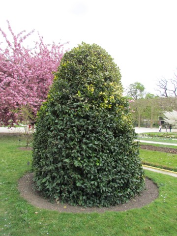 Ilex altaclarensis ParisIlexAltaclarensisGoldenKing.JPG