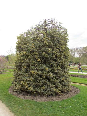 Ilex aquifolium ParisIlexAquifoliaMadameBriot.JPG
