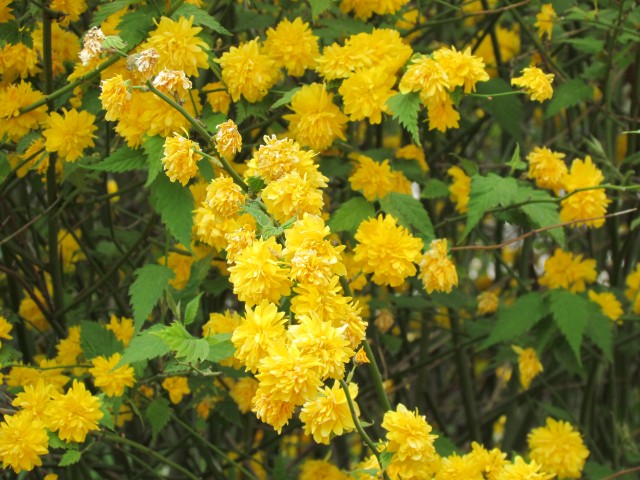 Kerria japonica ParisKerriaJaponicaFlower2.JPG
