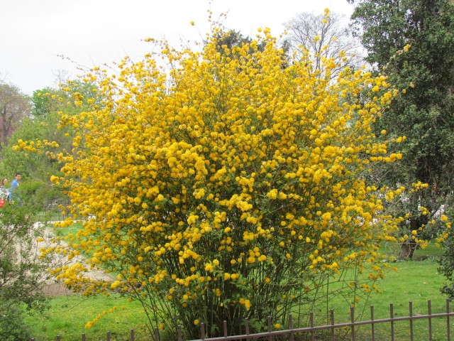 Kerria japonica ParisKerriaJaponicaInBloom.JPG
