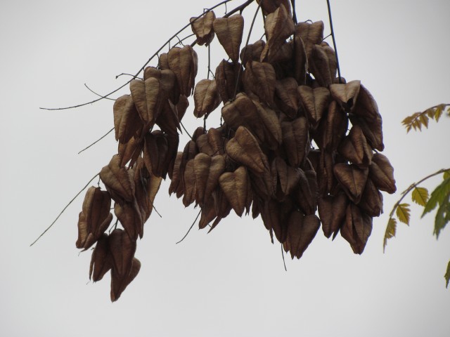Koelreuteria paniculata ParisKoelreuteriaPaniculataSeedPods1.JPG