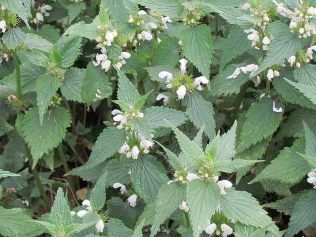 Lamium album ParisLamiumAlbumFlower.JPG