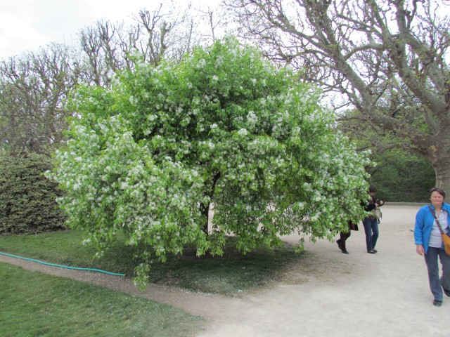 Malus baccata ParisMalusBaccataInBloom.JPG