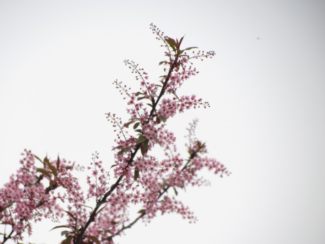 Prunus padus ParisPrunusPadusDetail2.JPG