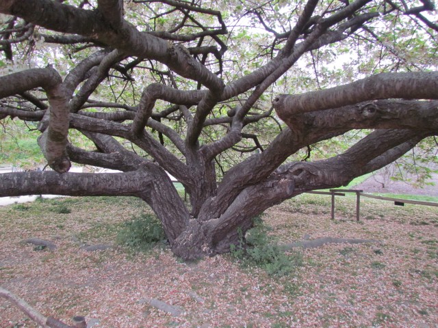 Prunus sato-zakura ParisPrunusShirotacInside.JPG