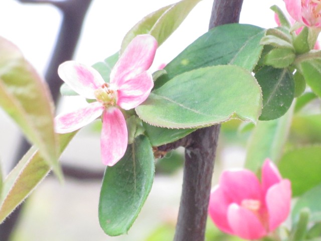 Pseudocydonia sinensis ParisPseudocydoniaCinensisFlower2.JPG