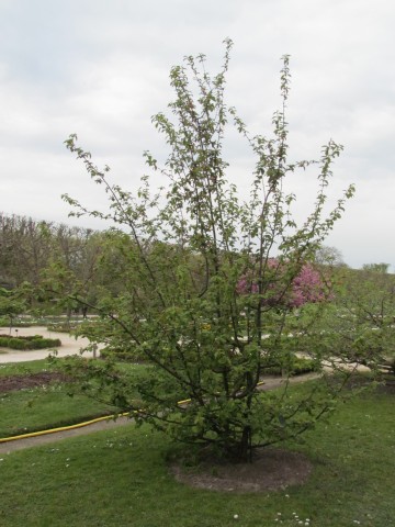 Pseudocydonia sinensis ParisPseudocydoniaCinensisPlant.JPG