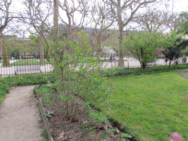 Syringa vulgaris ParisSyringaVulgarisPlant2.JPG