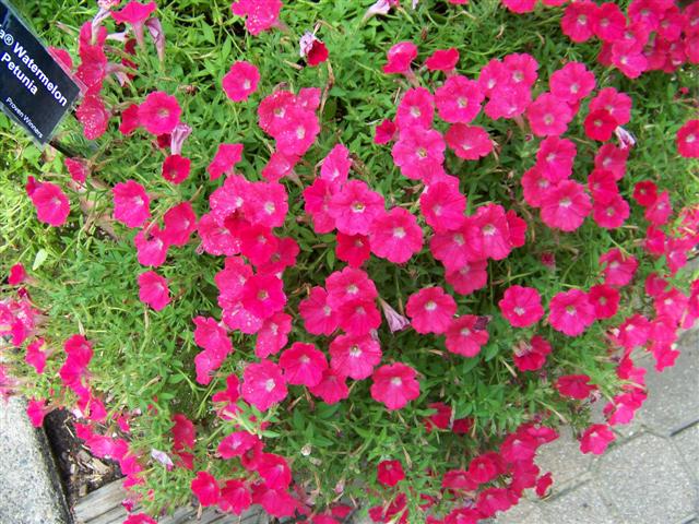 Picture of Petunia  Supertunia� Watermelon Charm Supertunia� Watermelon Charm