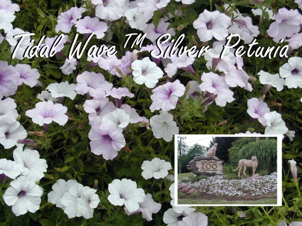 Picture of Petunia x hybrida 'Tidal Wave� Silver Spreading' Tidal Wave� Silver Spreading Petunia