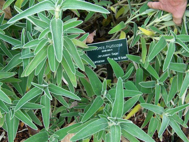 Picture of Phlomis fruticosa  Jerusalem Sage