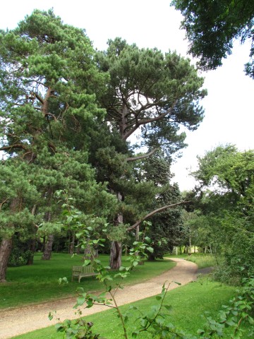 Pinus nigra PinusNigraSspPallasianaCrimeanPineFullCUBG.JPG