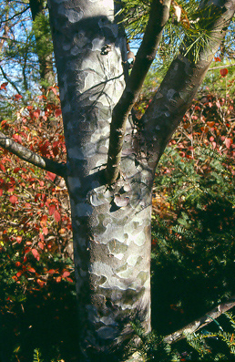 Picture of Pinus bungeana Lacebark Pine