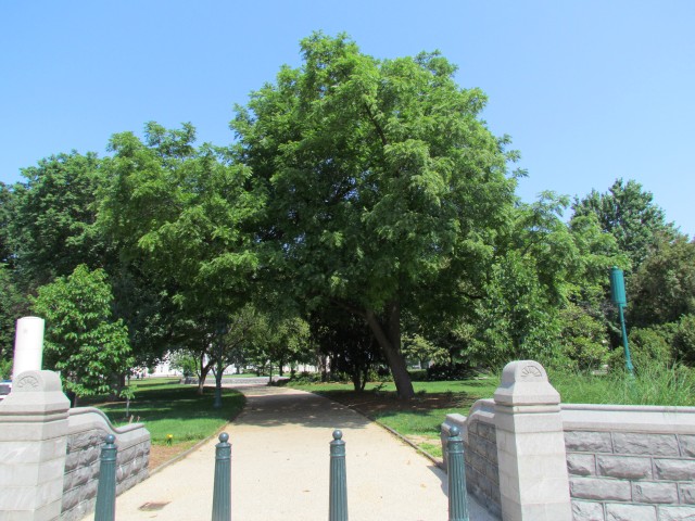 Juglans nigra PlantLegacyJuglansNigraCapitolHill.JPG