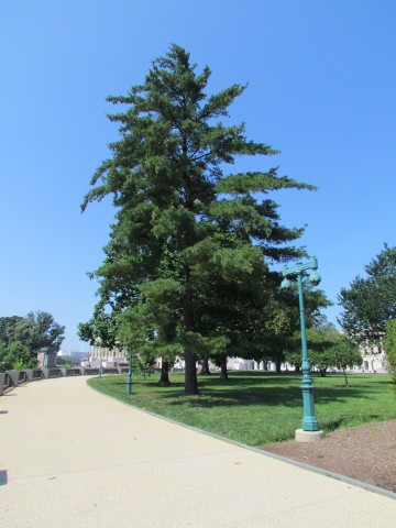 Pinus strobus PlantLegacyPinusStrobusCapitolHill1b.JPG